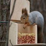 best-squirrel-feeder