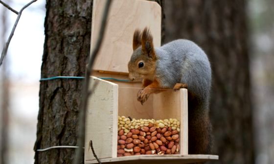 best-squirrel-feeder