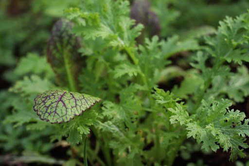 choose-the-right-salad-variety