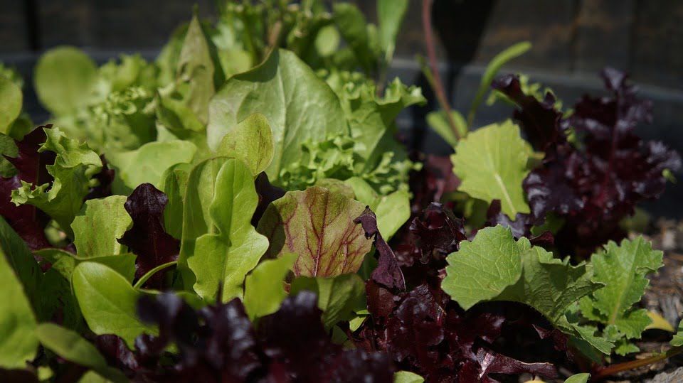 grow-fresh-salad-winter