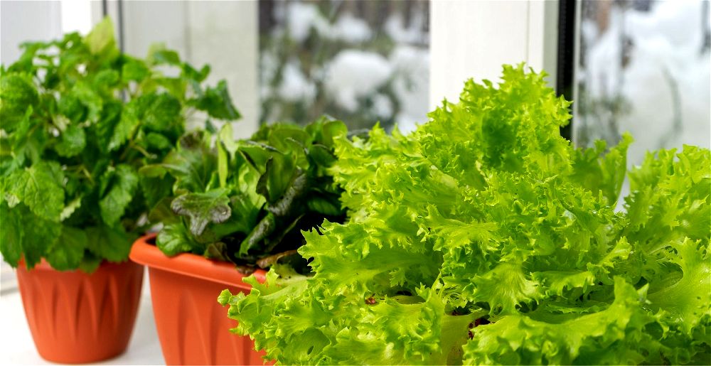 growing-fresh-salads-through-the-winter