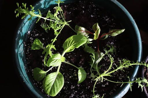 salad-seedlings