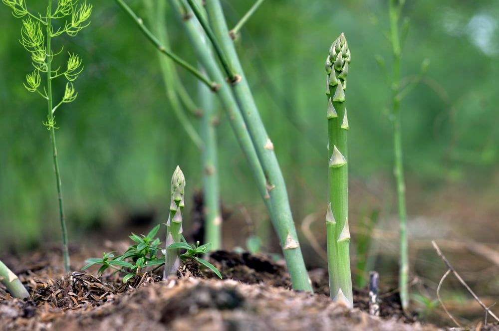 Asparagus growing