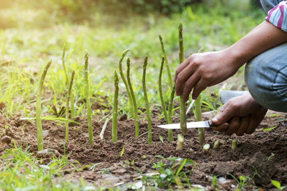 Person harvesting asparagus with knife