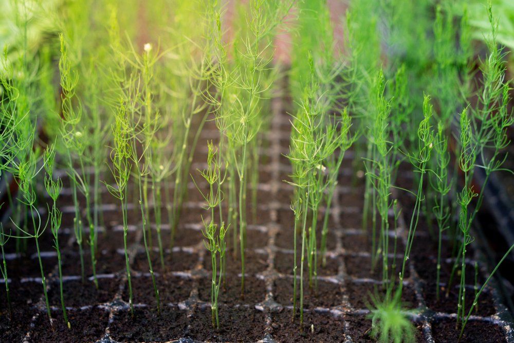 Asparagus seedlings