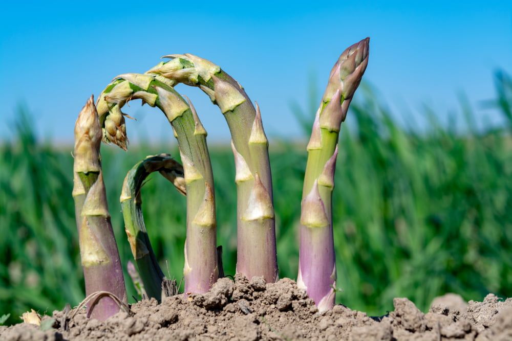 Asparagus spears growing