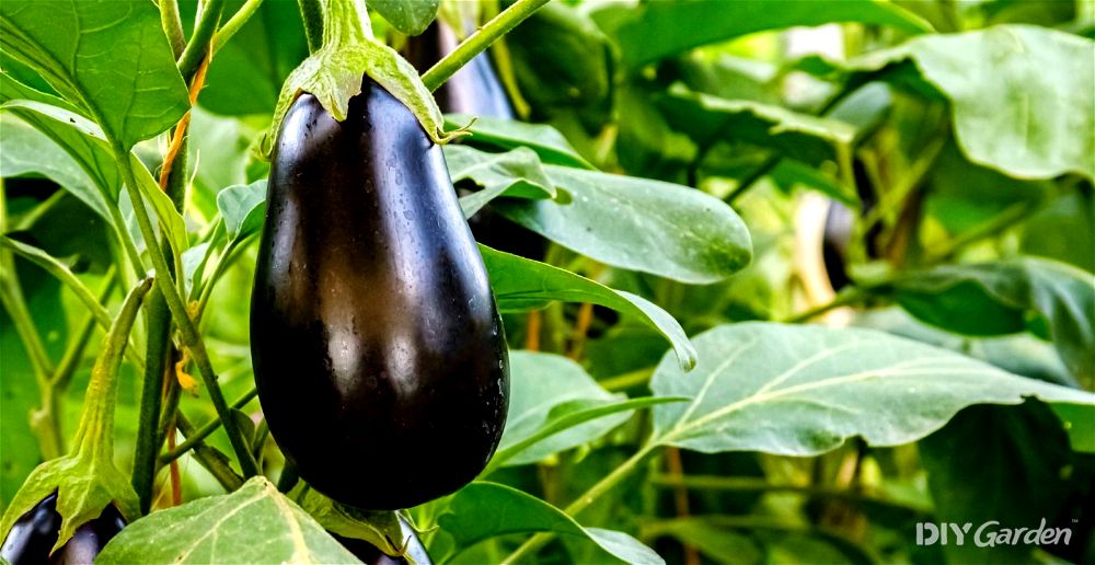 How to Grow Aubergines in The UK (11 Step Guide)