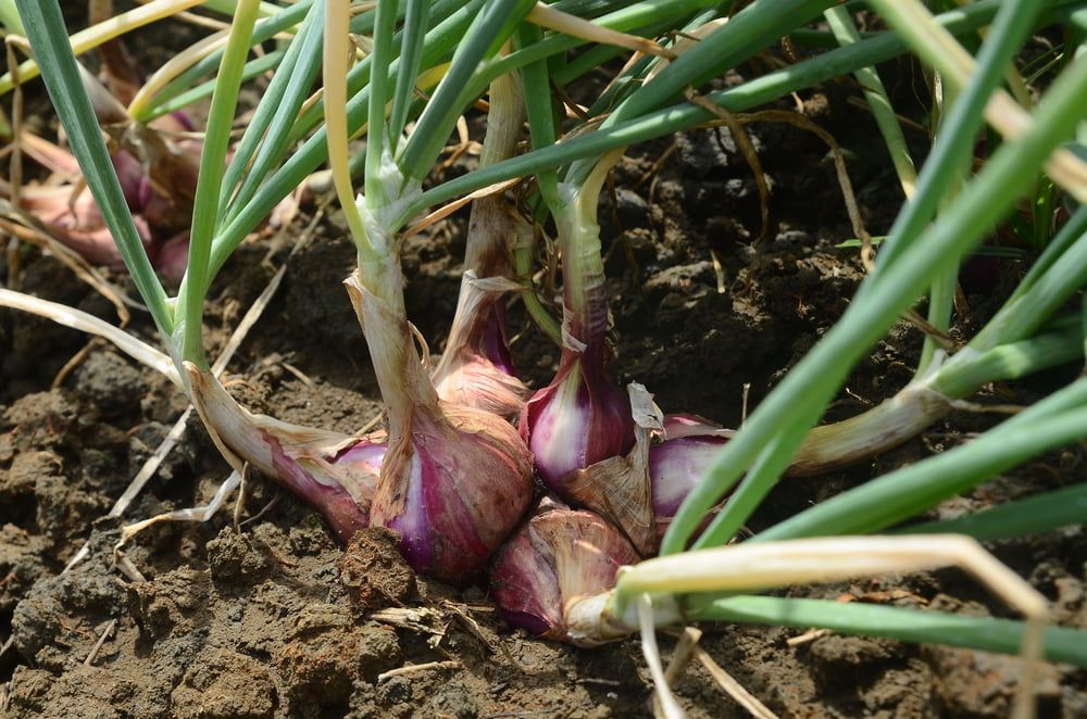Shallots growing in ground