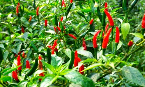 Chillies growing on plant