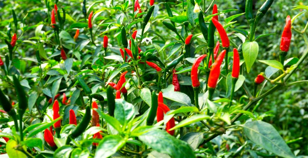 Chillies growing on plant