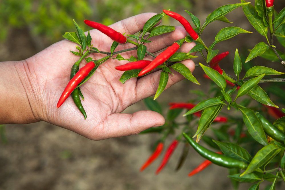 Hand holding chillies on plant