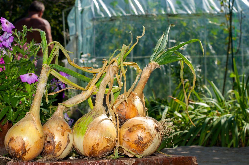 Giant onions in garden