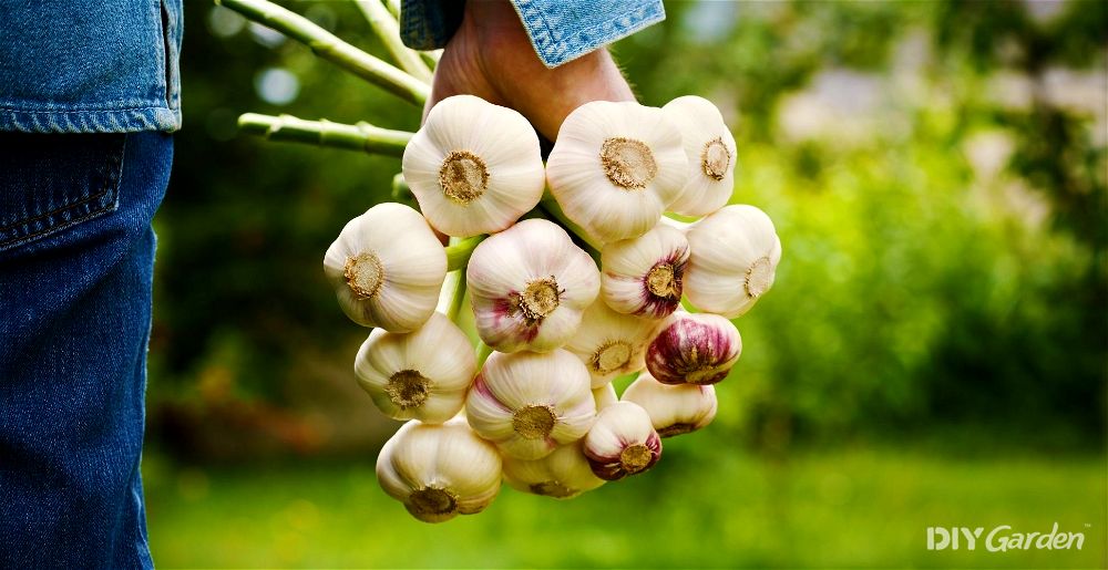 Hand holding garlic harvest