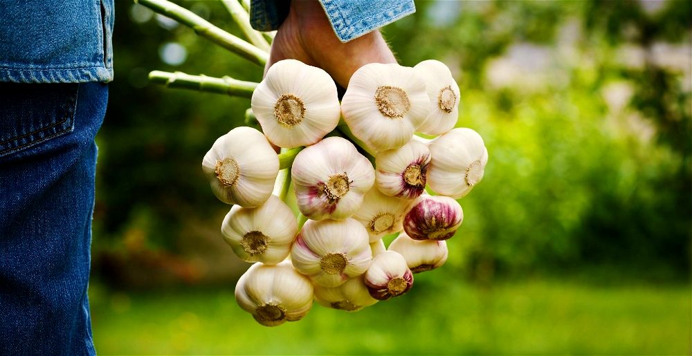Hand holding garlic harvest
