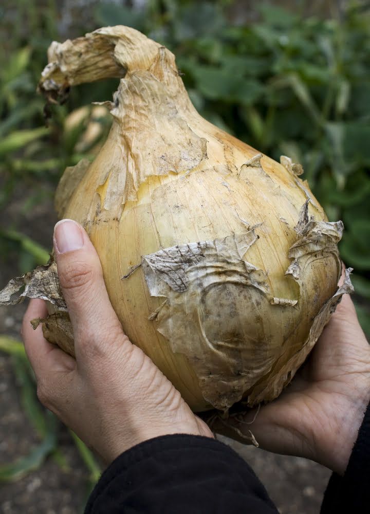 Hands holding giant onion