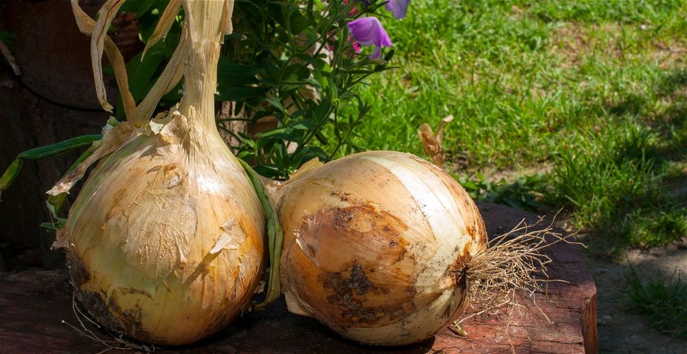 Giant onions