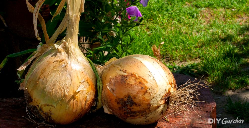 Giant onions