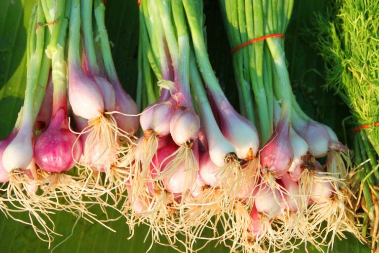 How to Grow Shallots From Seed at Home (2024 Harvest Guide)