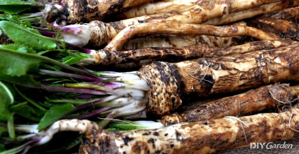 How to Grow Horseradish From Seed at Home (2024 Guide)