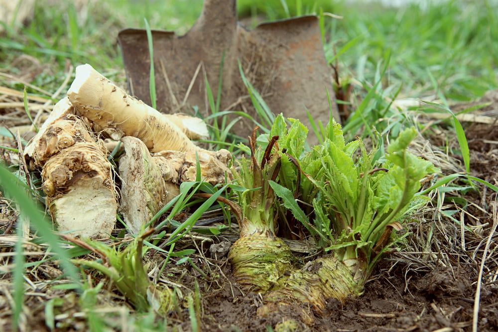 Digging up horseradish