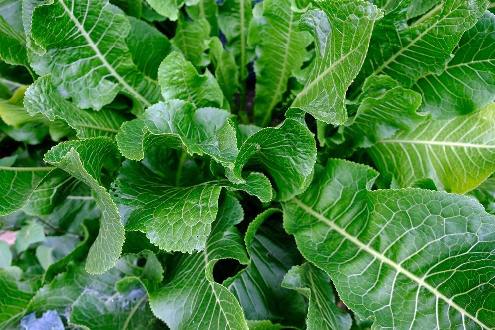 Horseradish leaves