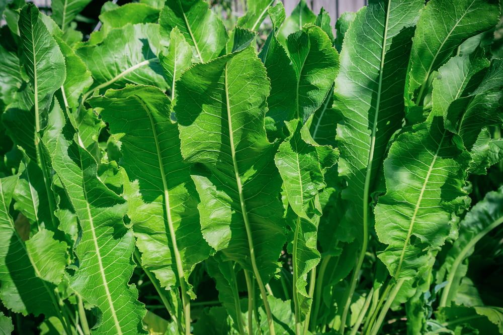 Horseradish leaves