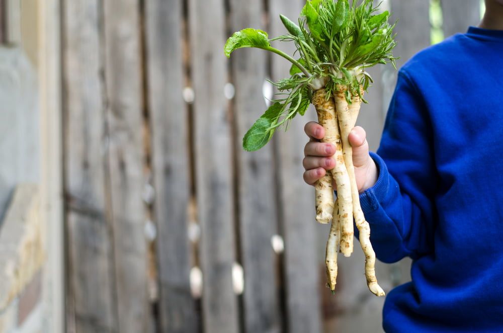 Hand holding fresh horseradish roots