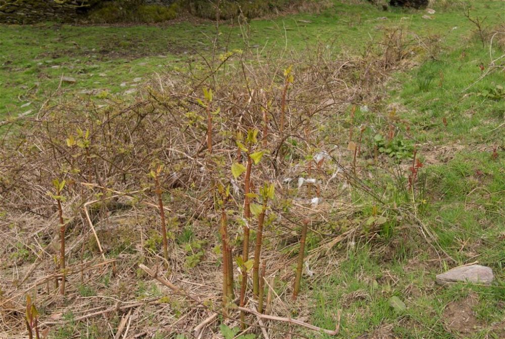 Japanese Knotweed (Fallopia japonica)