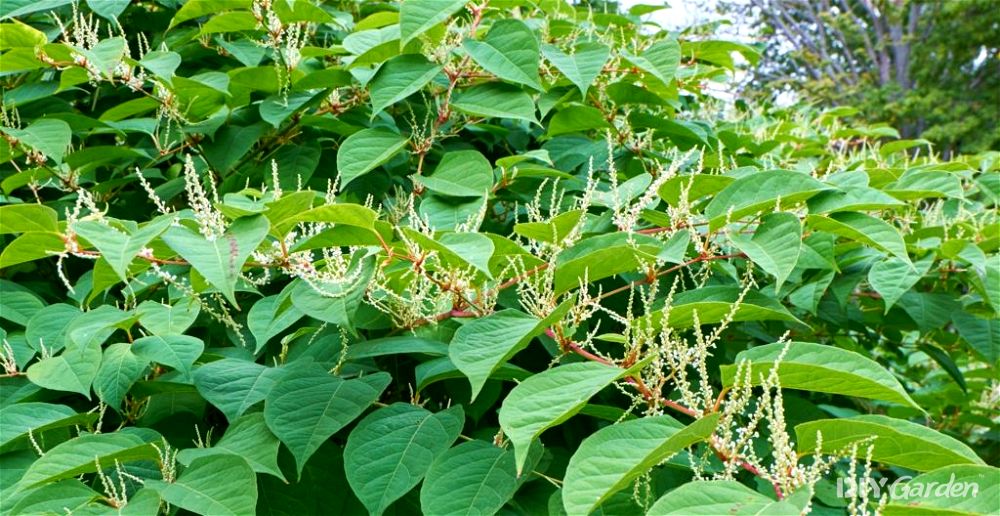 Japanese Knotweed - How to Get Rid of it | DIY Garden™