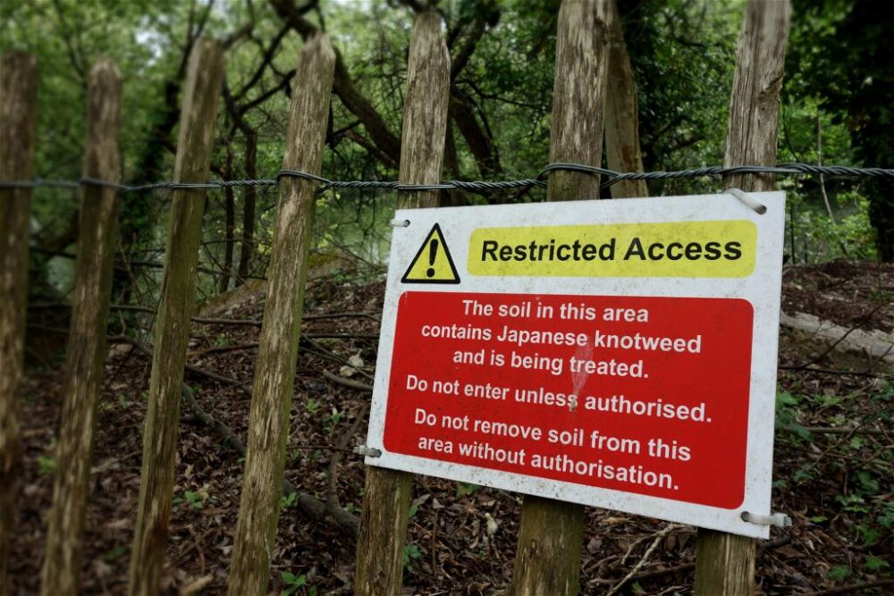 Japanese knotweed area being treated