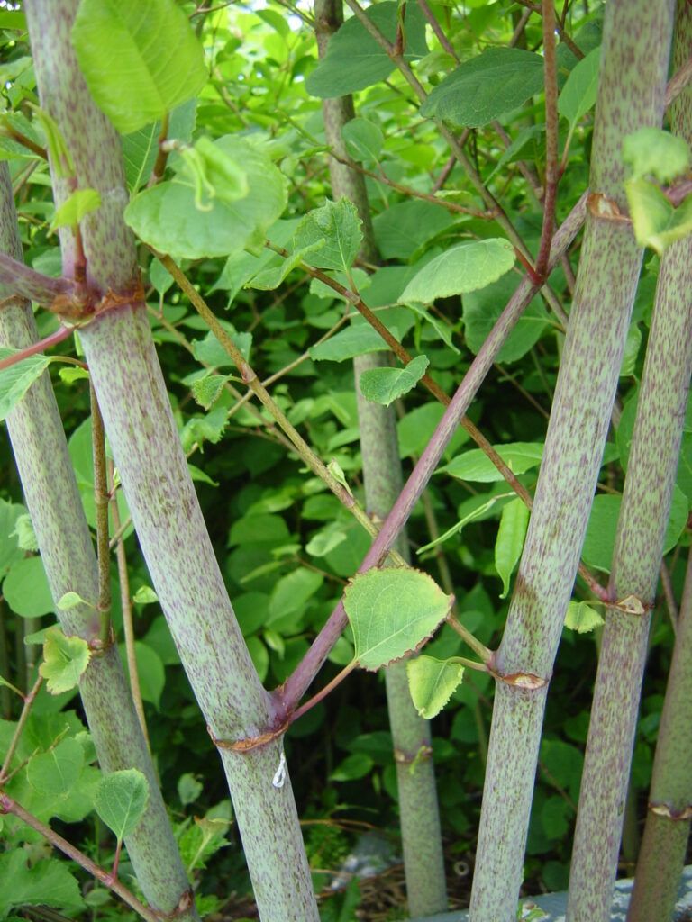 Japanese knotweed canes