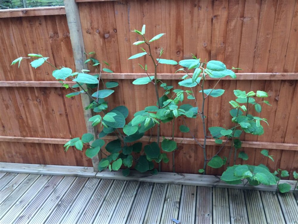 Japanese knotweed decking