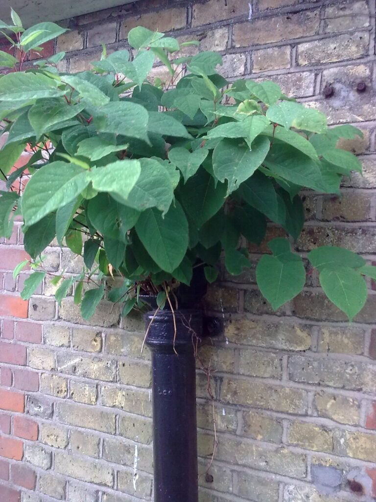 Japanese knotweed downpipe