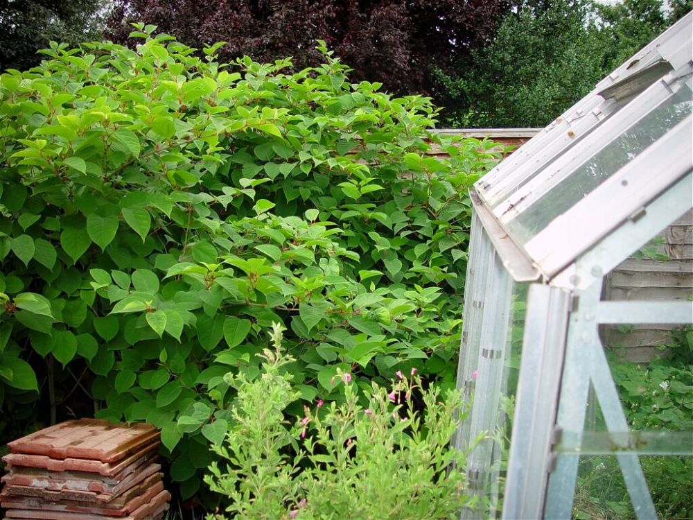 Japanese knotweed growing through fence and greenhouse