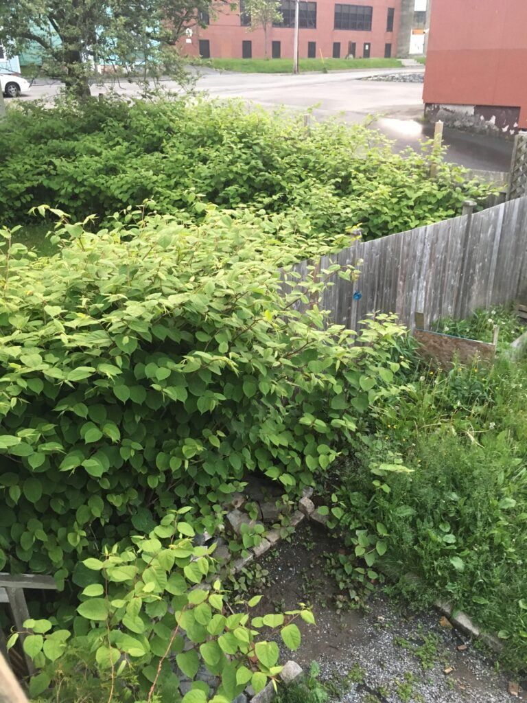 Japanese knotweed invasive plant