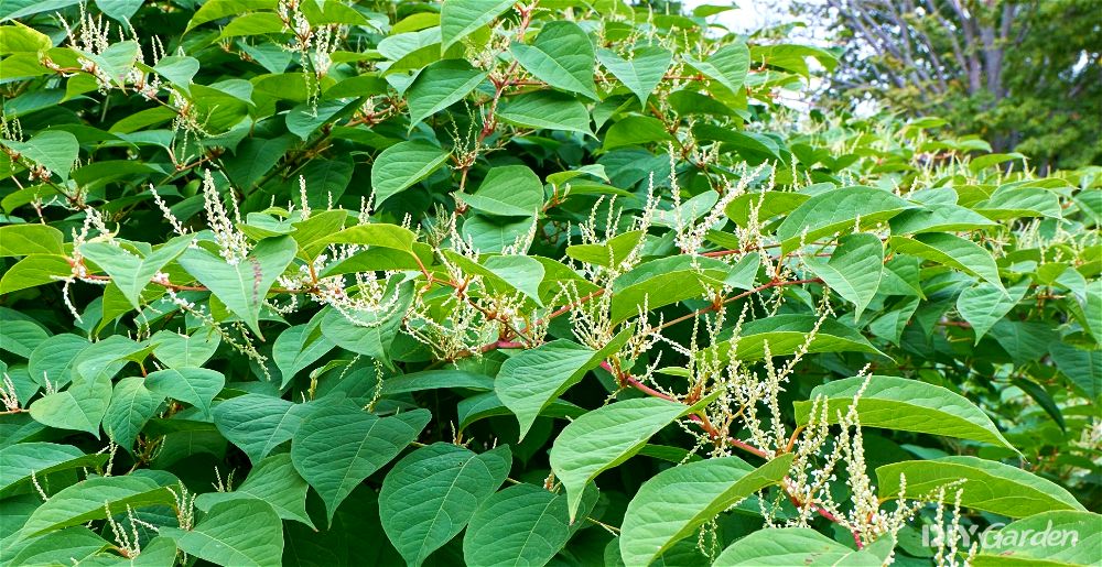 Japanese knotweed