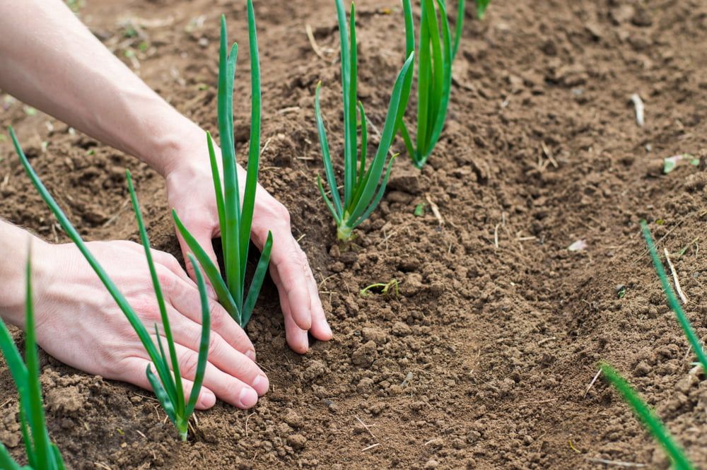 Planting onions in the ground