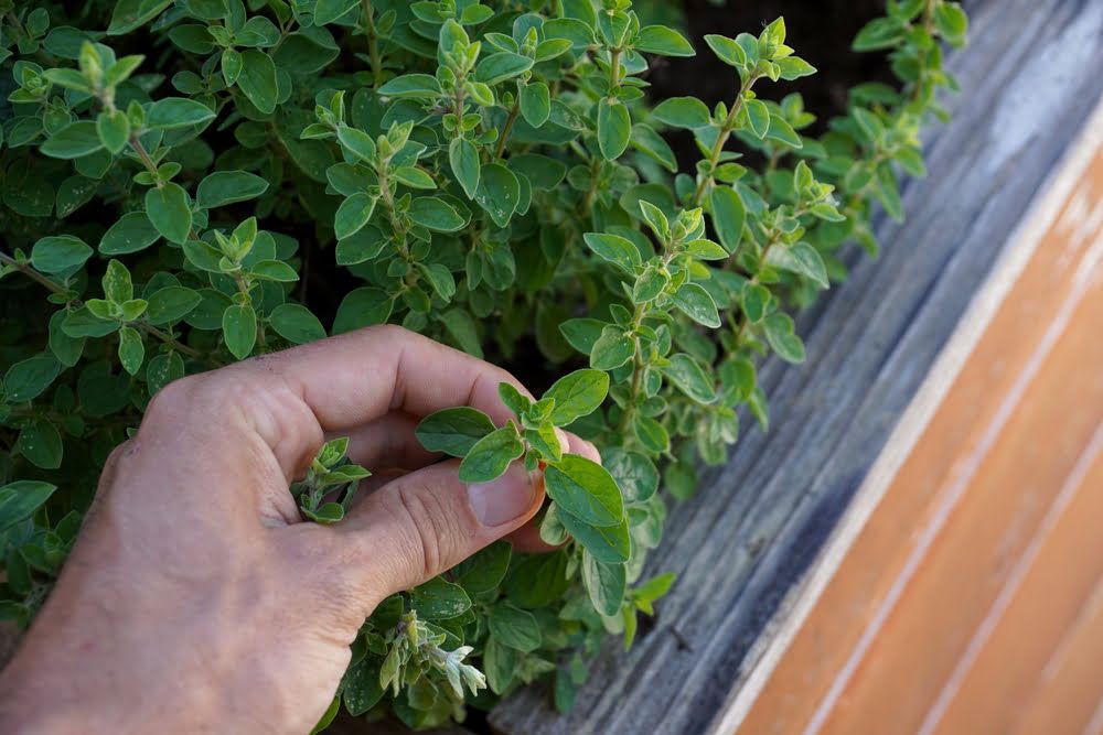 Hand picking oregano leaves