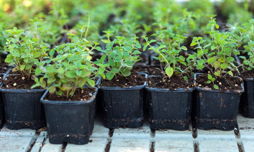 Oregano plants in small pots