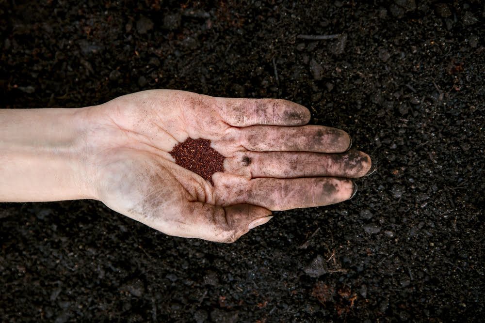 Hand holding oregano seeds