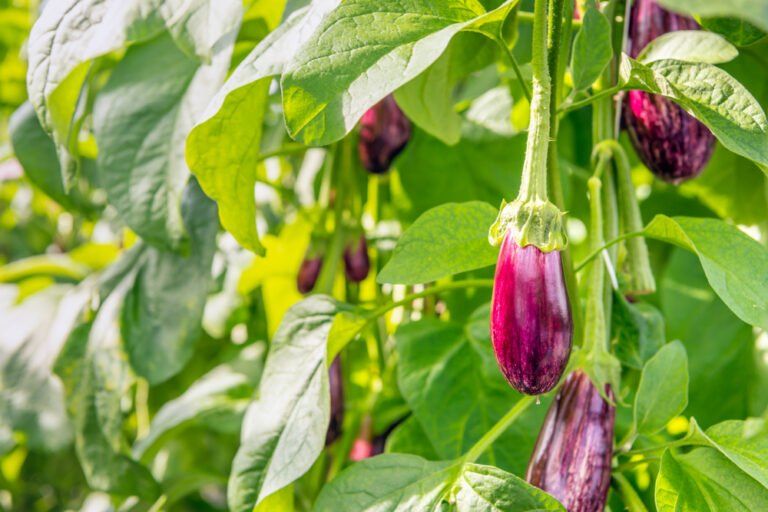 How to Grow Aubergines in The UK (11 Step Guide)