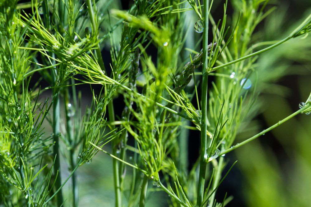 Asparagus foliage