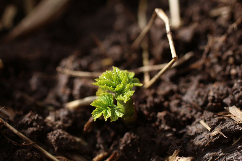 Raspberry seedling