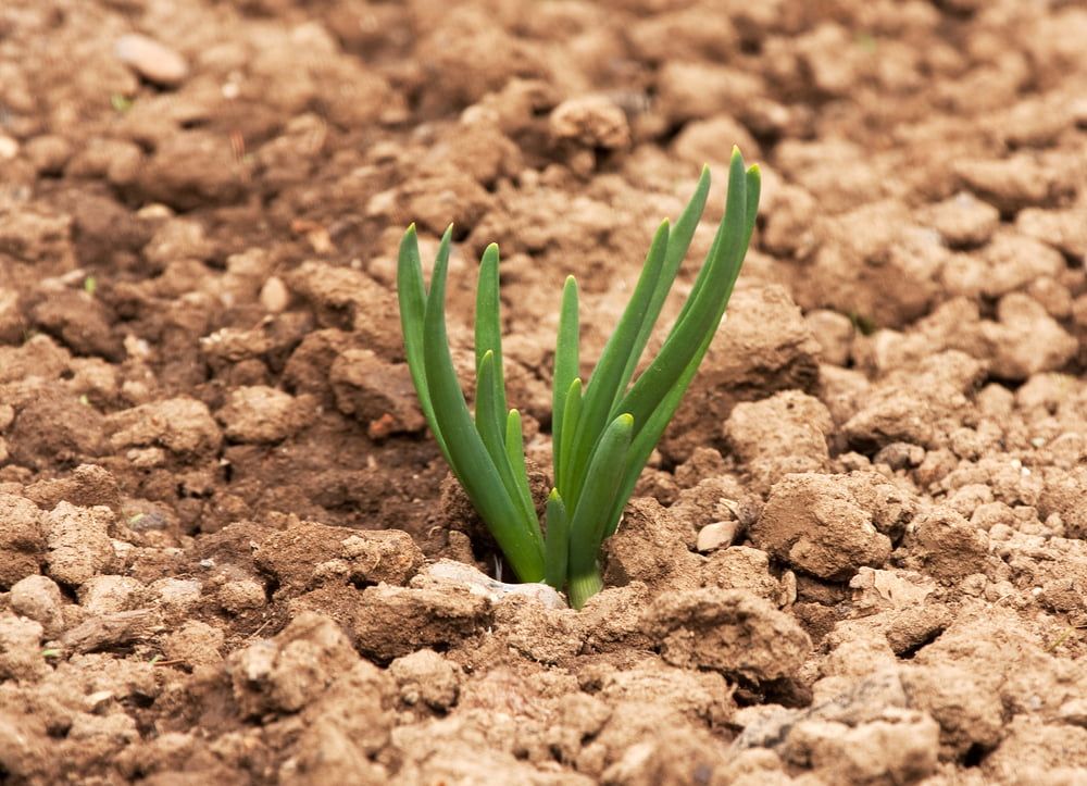 Young shallot plant in ground