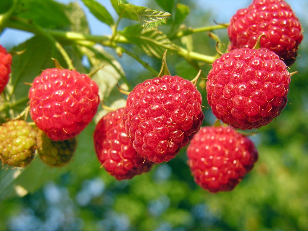 Fresh raspberries on plant