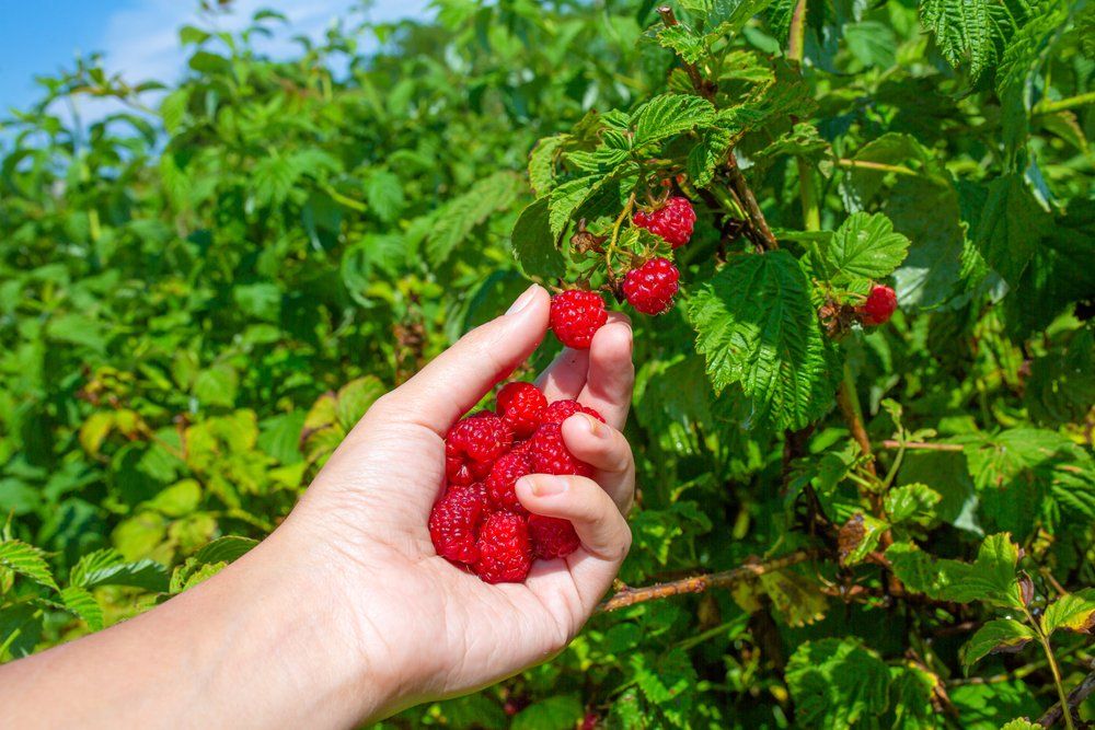 Hand picking raspberries