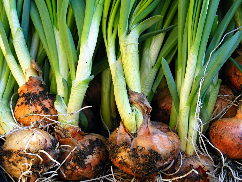 Harvested shallots