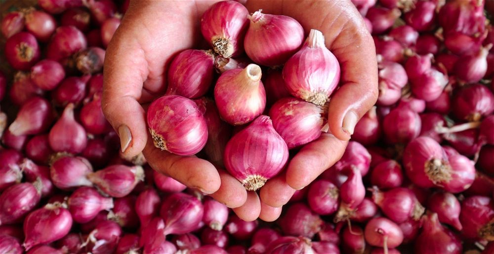 Hands holding shallots