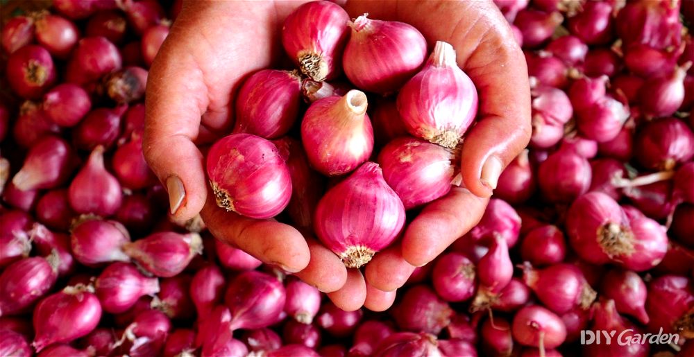 Hands holding shallots