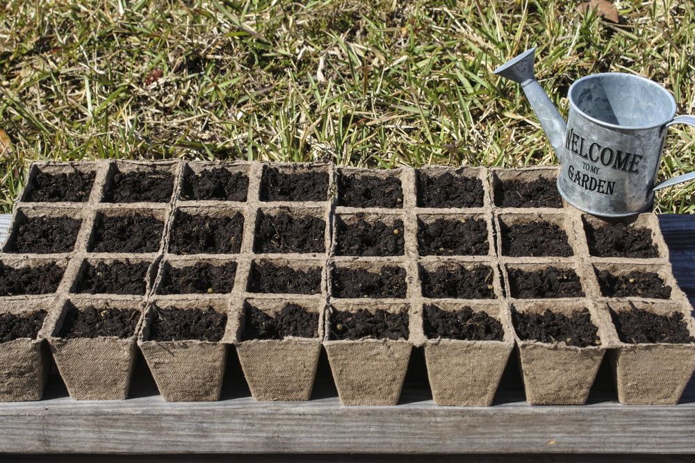 Small pots with compost